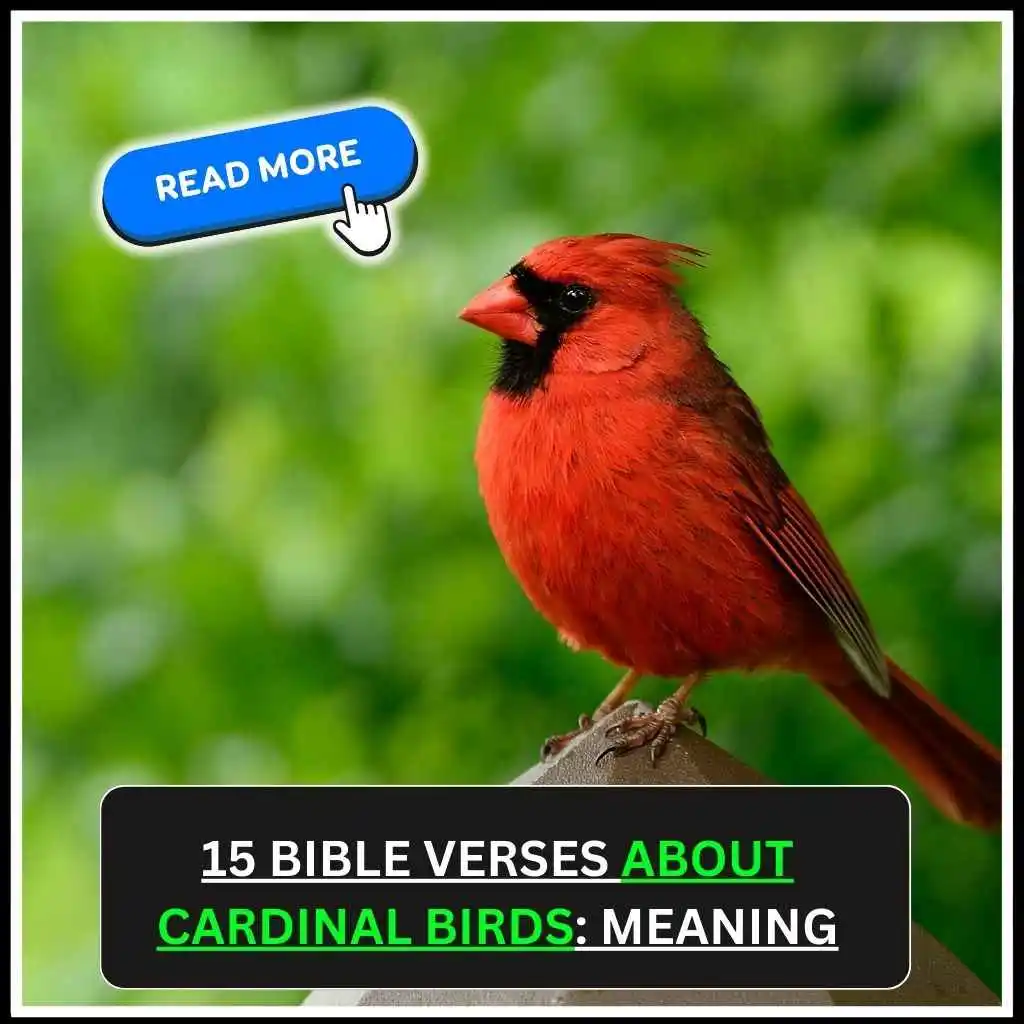Bible Verses About Cardinal Birds