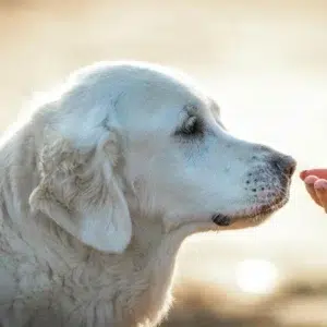 80+ Quotes About Loyalty